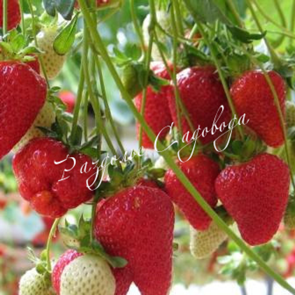 Клубника ремонтантная Кабрильо (горшок 0,4 л)