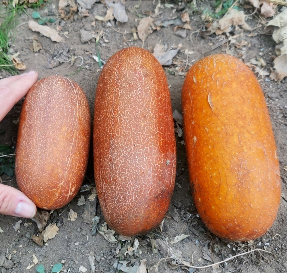 Огурцы Аксельские от Помидома