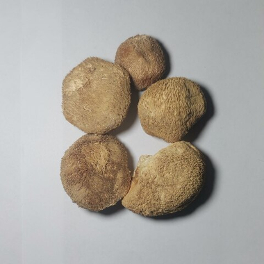 Ежовик гребенчатый плодовое тело