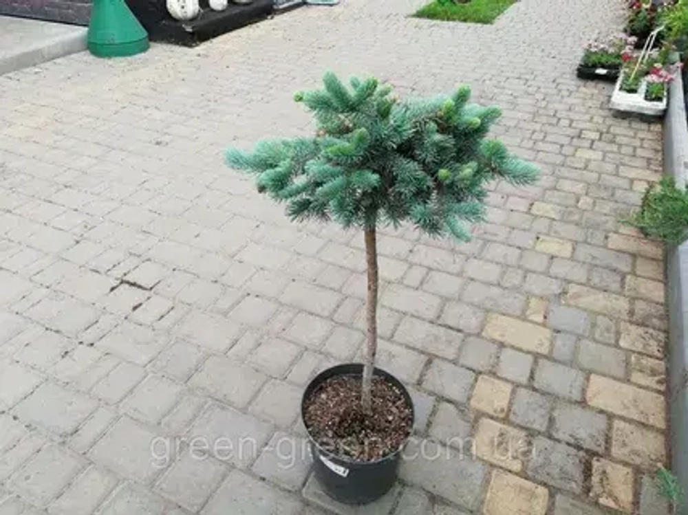 Ель колючая Глаука Глобоза С3 штамб 80 см крона 15 см Закупка М10 получение май 2025