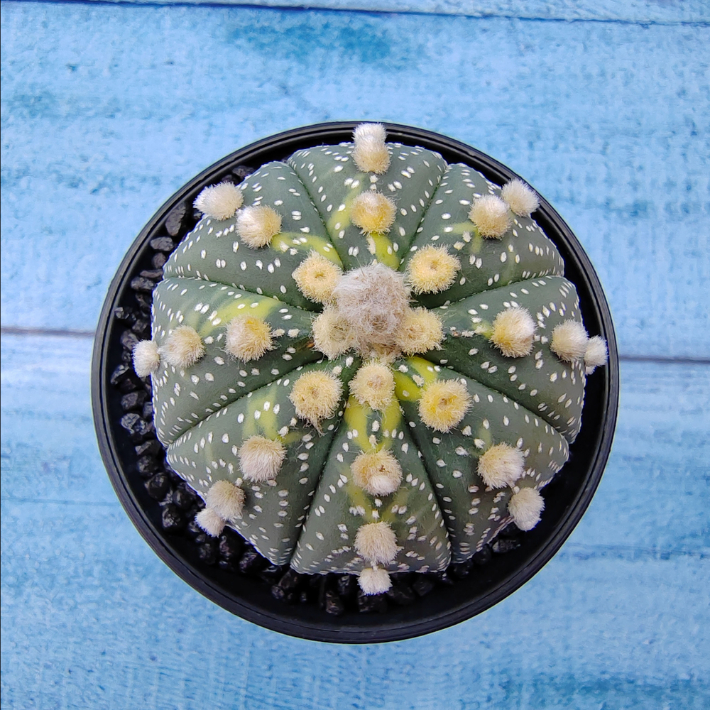 Astrophytum Asterias (Астрофитум)