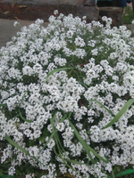 Ал1 Алиссум Snow Princess