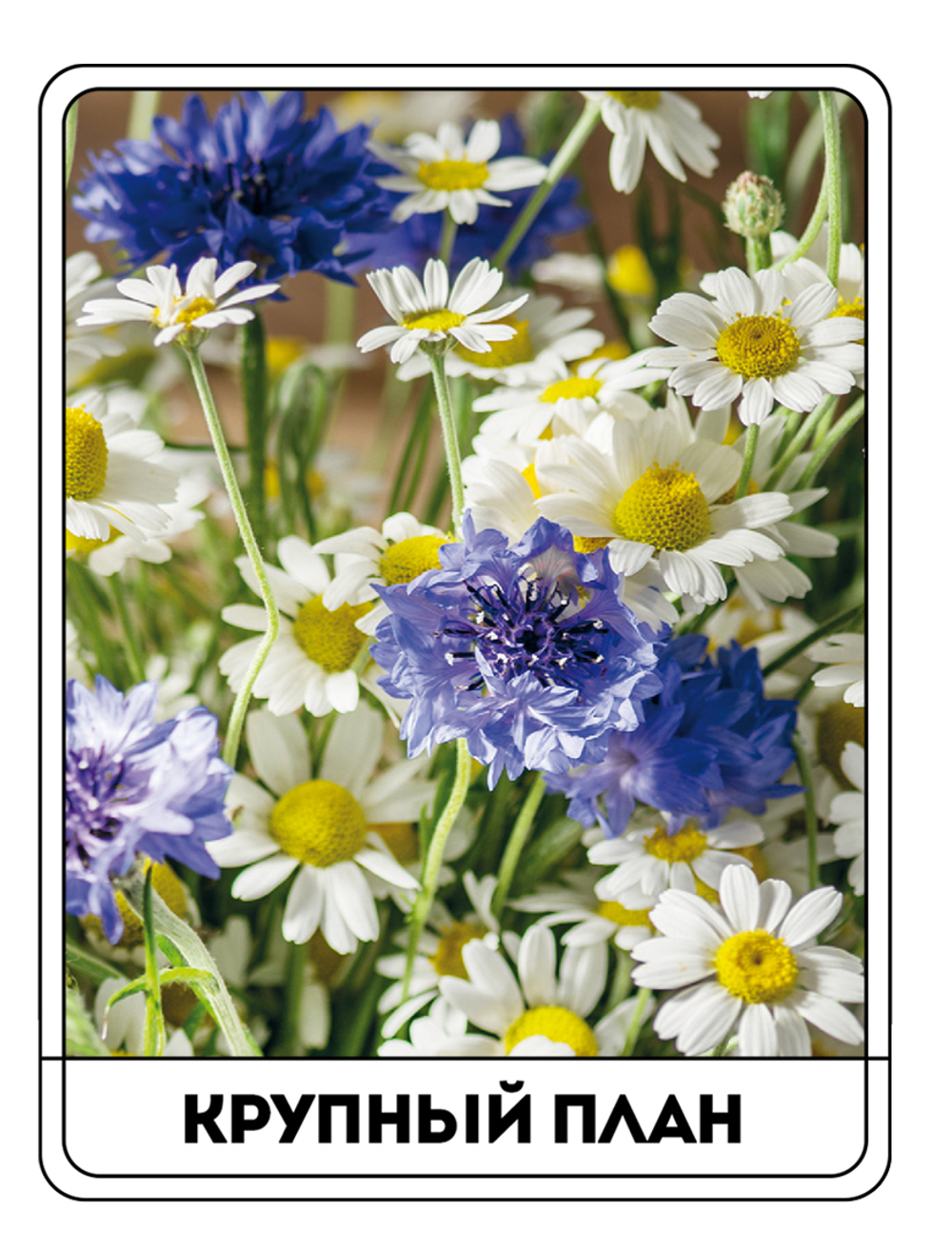 Картина "Букет ромашек и васильков в вазе"