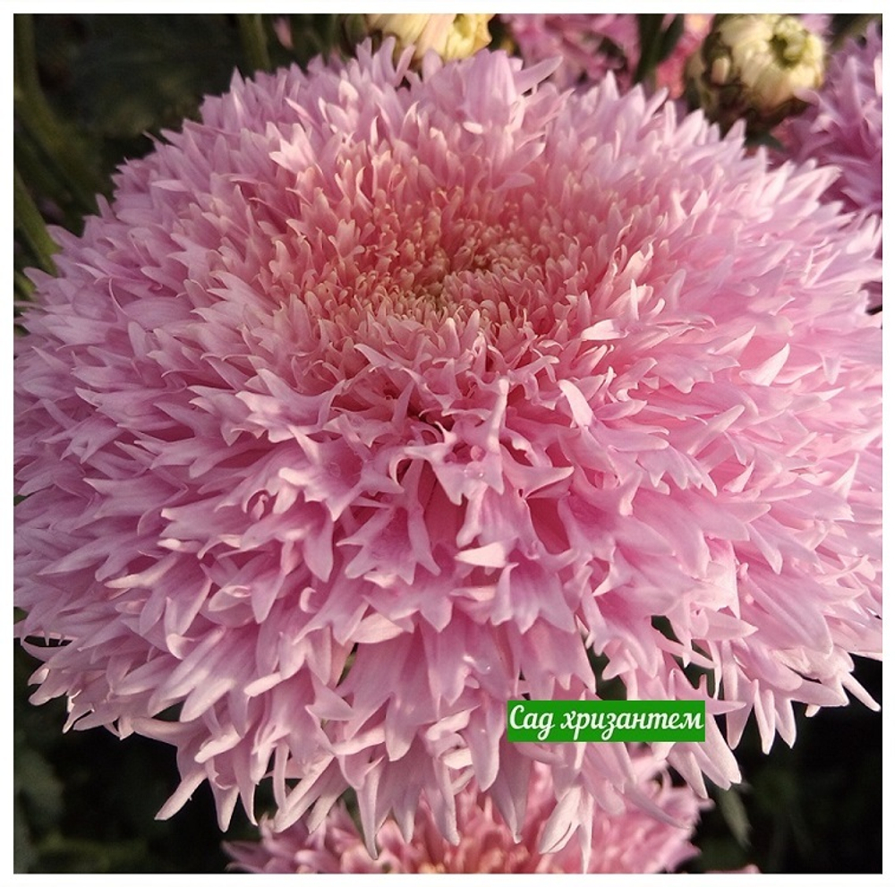 Хризантема одноголовая Etrusko ☘ о.70 (нет в наличии)