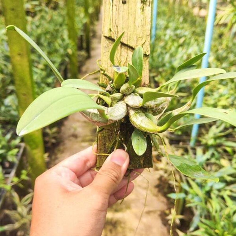 Орхидея DENDROBIUM LINDLEYI (P96)