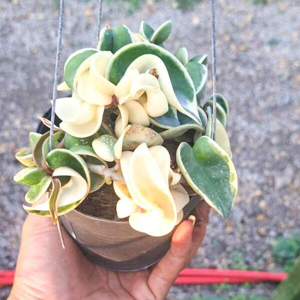 Хойя COMPACTA VARIEGATA