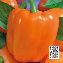 Джек миллер F1 семена перца сладкого (Rijk Zwaan/Райк Цваан)