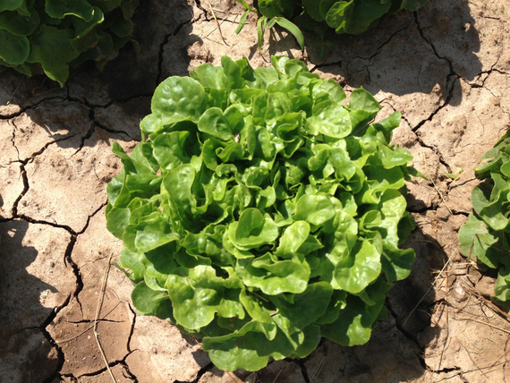 Крилда семена салата дуболистного – фото 2