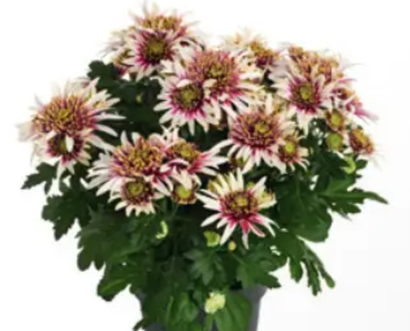 Хризантема горшечная