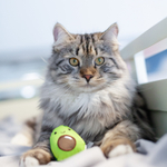 Petstages игрушка для кошек Dental "Авокадо" с кошачьей мятой, 8 см