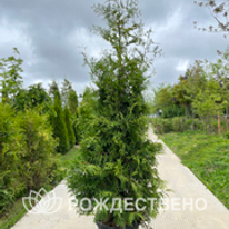 Хвойные растения