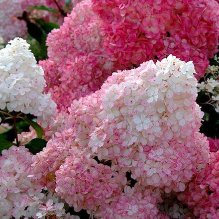 Гортензия метельчатая Санди Фрейз PBR C2 20-30