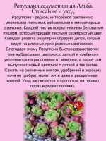 Розулярия седумовидная Альба многолетняя
