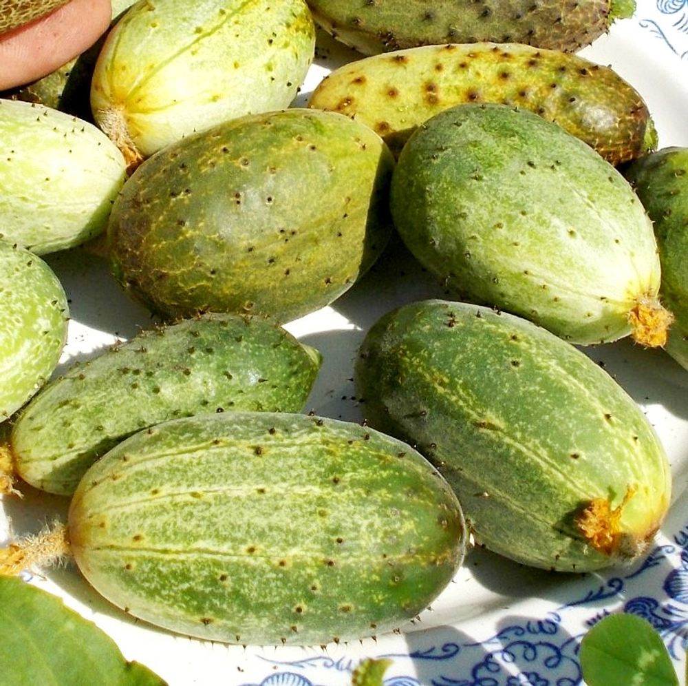 Огурец Изначальный Древнерусский