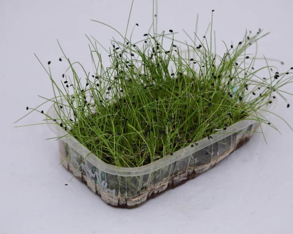 Семена для проращивания Лука-батуна Гульден (Гавриш) – фото 3