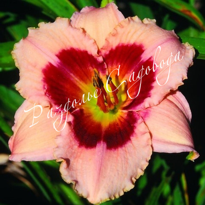 Лилейник гибридный Вайнберри Кэнди