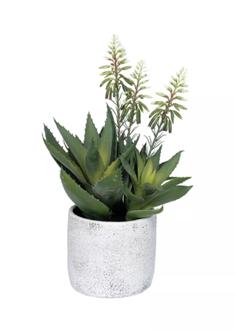 Алоэ цветущий