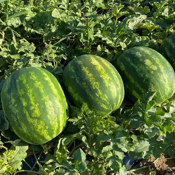 КАРИСТАН F1 семена арбуза (Syngenta | Alexagro)