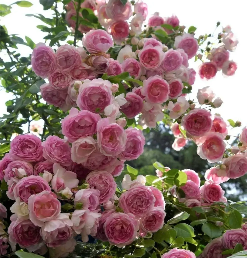 Роза Жасмина С7 Закупка М57 июнь 2026