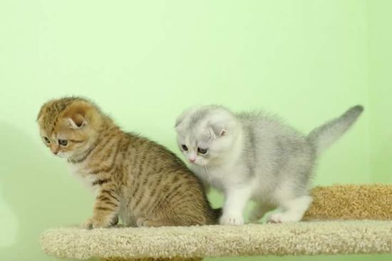 Дом для кота И-18