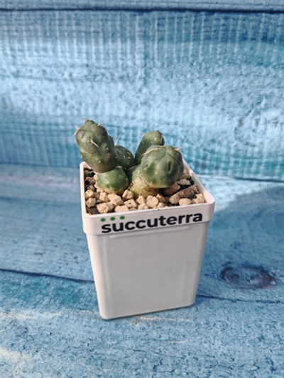 Puna Incahuasi (Пуна)