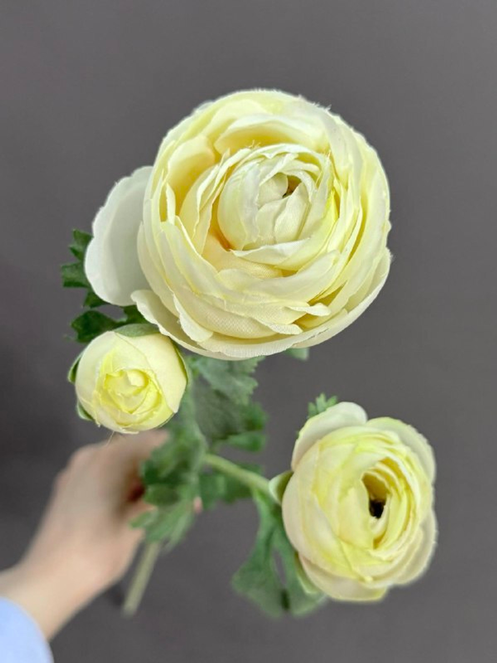 Ранункулюс кремовый (h73 см)