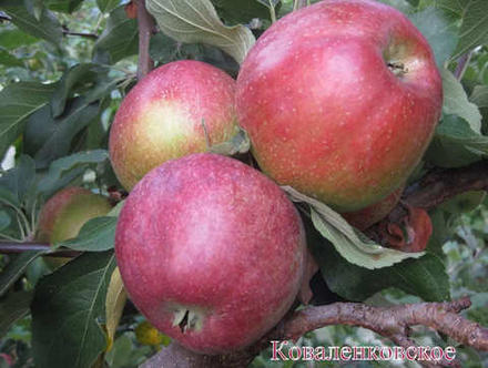 Яблоки "Коваленковское" Остромечево Беларусь