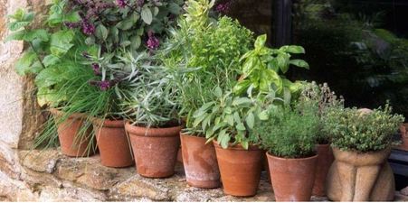 Пряные травы