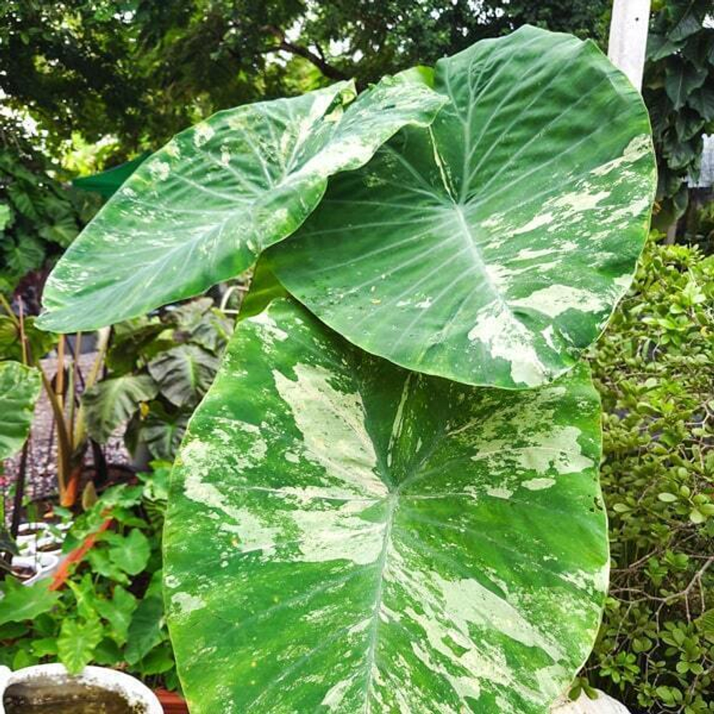 Колоказия PINK ANDAMAN