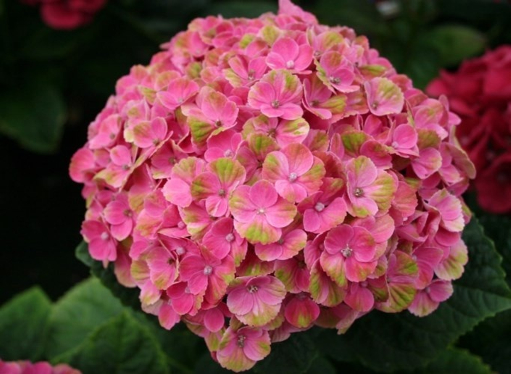 "Меджикал Джевел пинк" ("Magical Jewel Pink") С2 (2л)