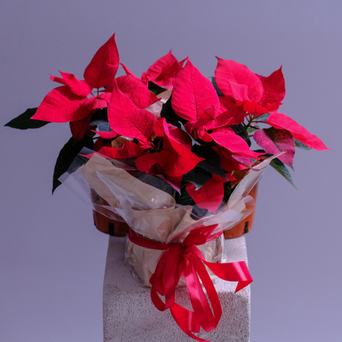 Купить Новогодний цветок "Рождественская звезда"