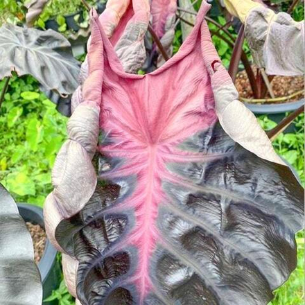 Колоказия PSYLOCKE