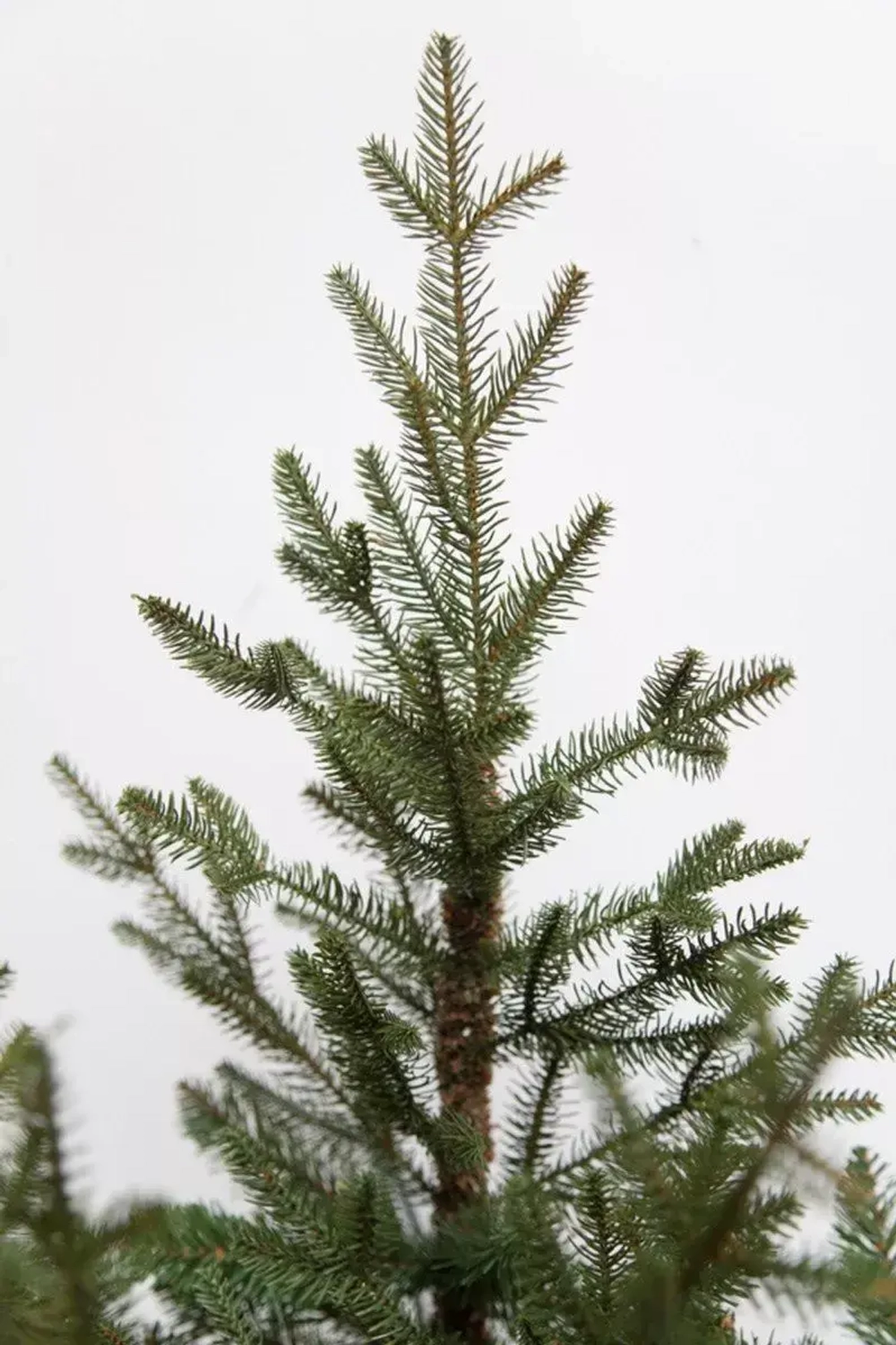 Искусственная ель Французская 215 см., литая хвоя+пвх, Black Box (74378)