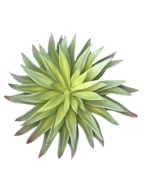 Суккулент 101 сизый