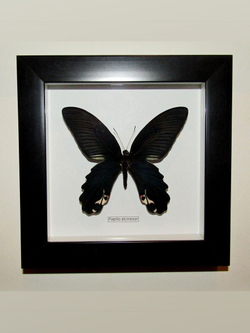 Бабочка Papilio alcmenor в рамке