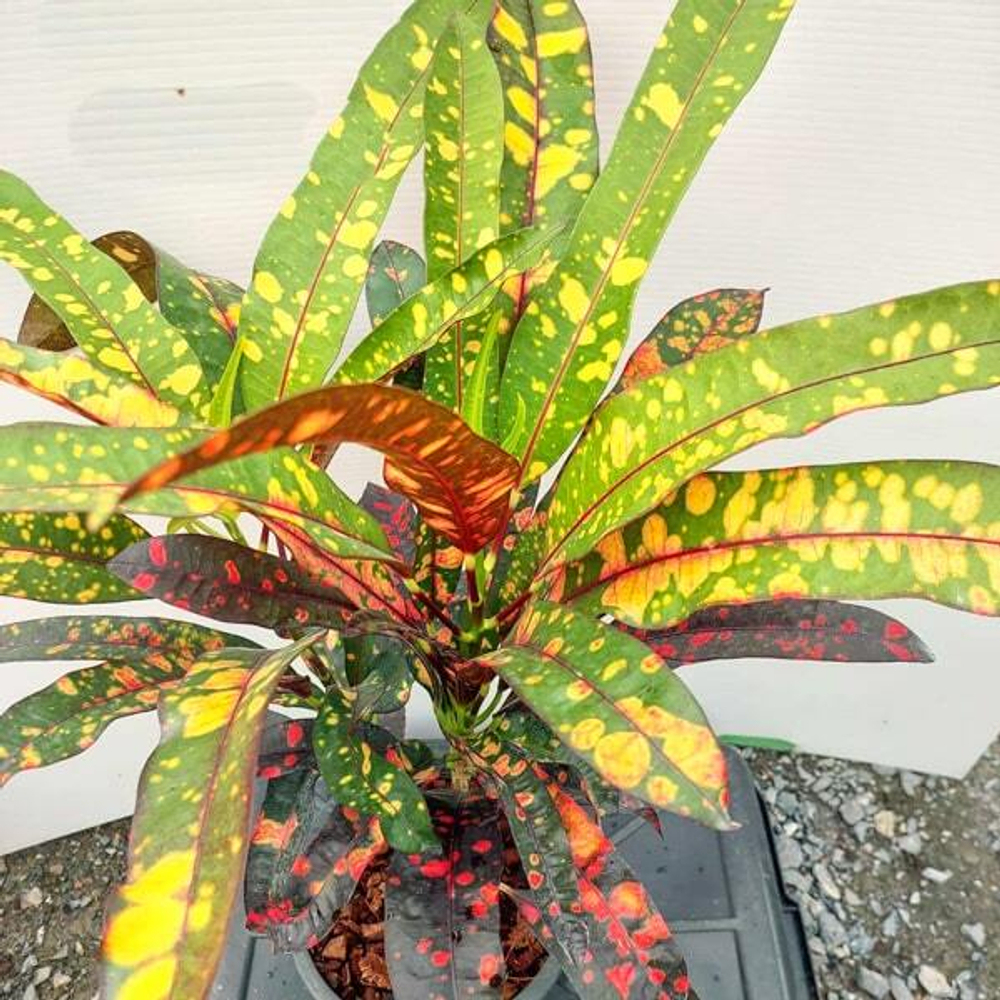 Кротон KAWAO LAI