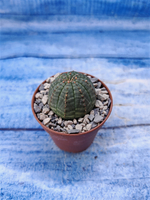 Euphorbia Obesa (Эуфорбия)