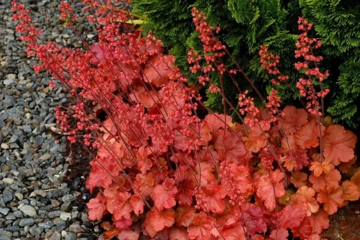 Гейхера Черри Колла Р9 Закупка М36 получение май-июнь 2026