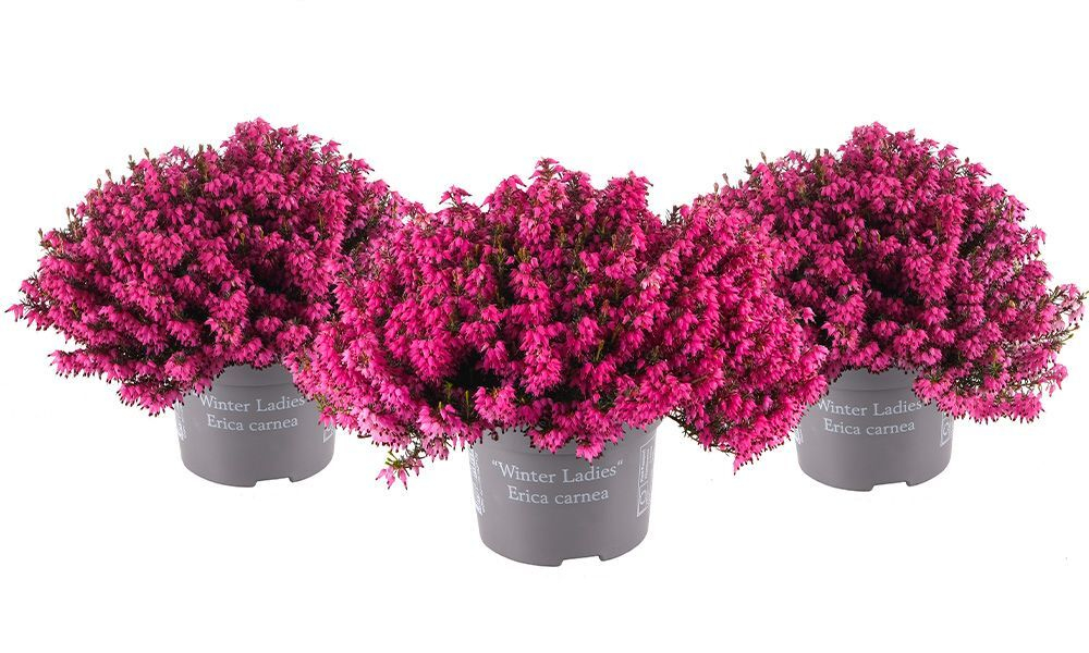 Эрика из серии Winter Ladies Р9 Закупка М41 наличие