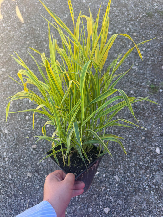 Фалярис тросниковый 'Arctic Sun' С2 Закупка М43 май- июнь 2026