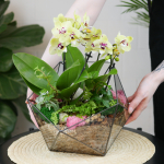 Готовый флорариум с орхидеей Лайм Икос L