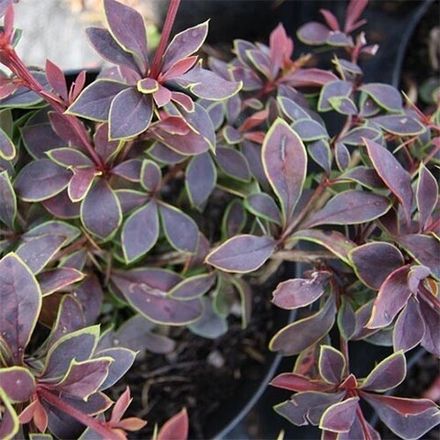 Барбарис Coronita