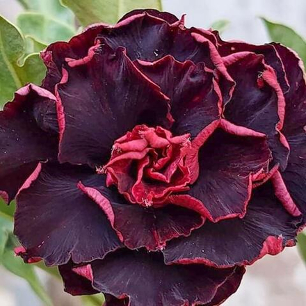 Адениум обесум 369