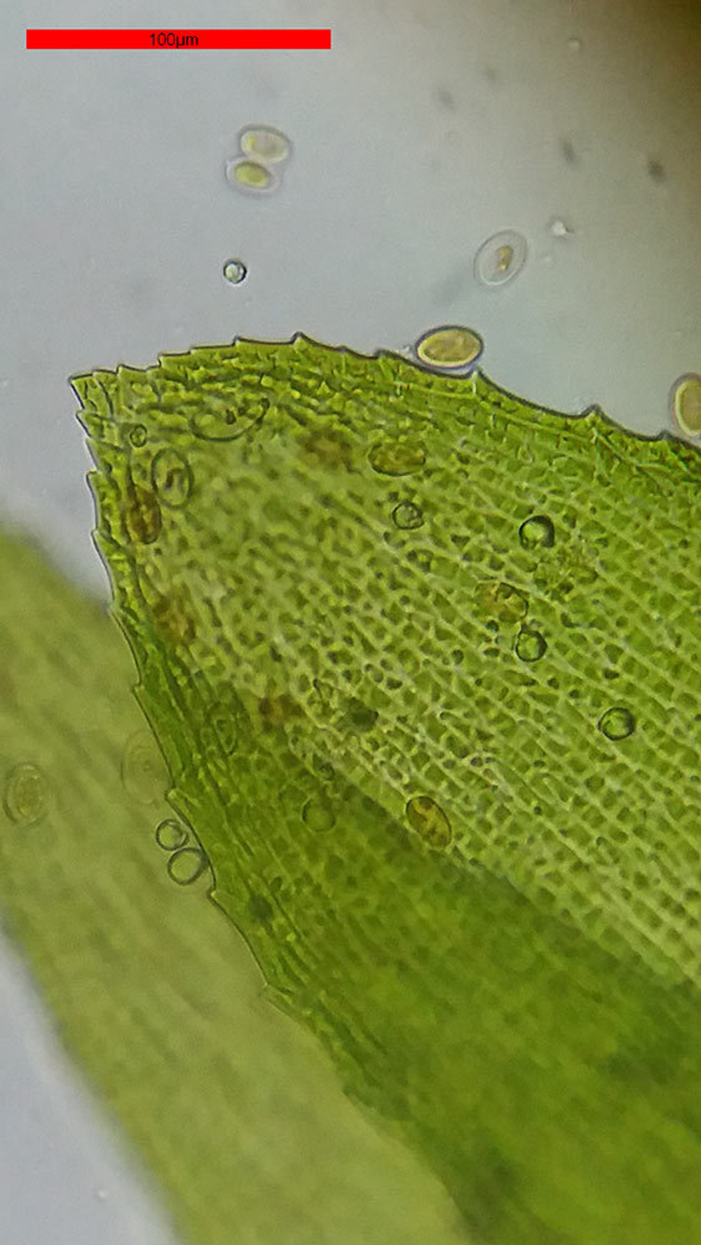 Микроскоп Bresser Erudit Basic Bino 40x-400x