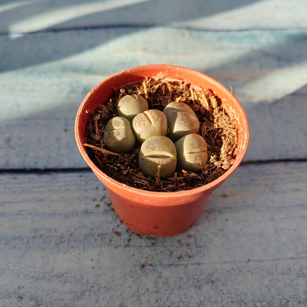 Lithops sp. (Литопсы)
