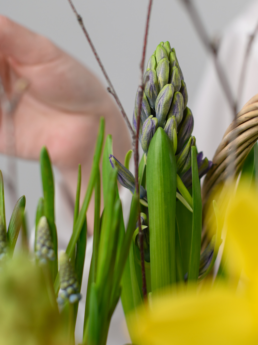 Дыхание весны