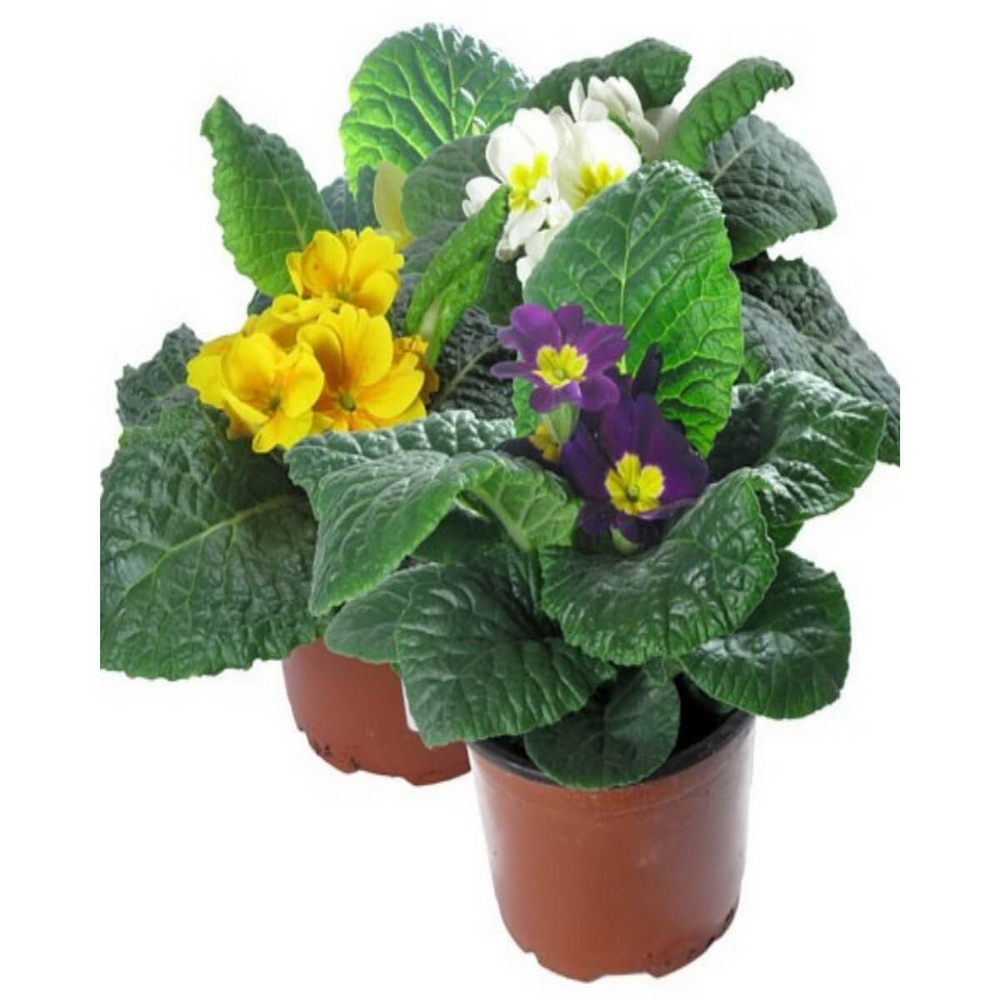 Примула d10-12см