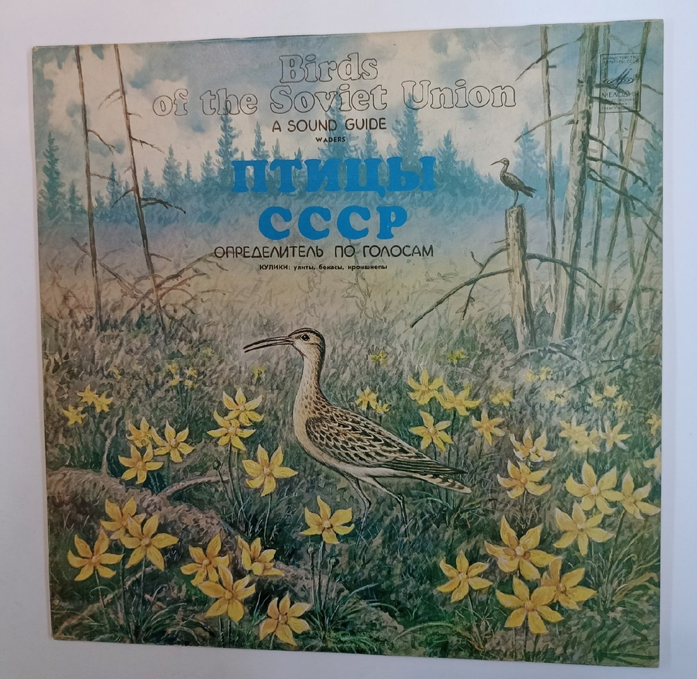 Птицы СССР Голоса птиц: Улиты, Бeкacы, Kpoншнeпы (Waders) (USSR 1982)