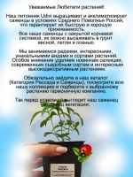 Стевия Медовая природный заменитель сахара