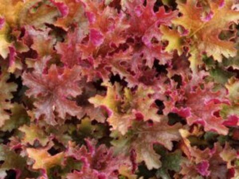 Гейхера Ginger Peach (Джинджер Пич)